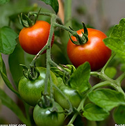 番茄營養方案